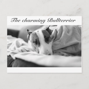 Postkarte mit Bullterriermotiv Postcard