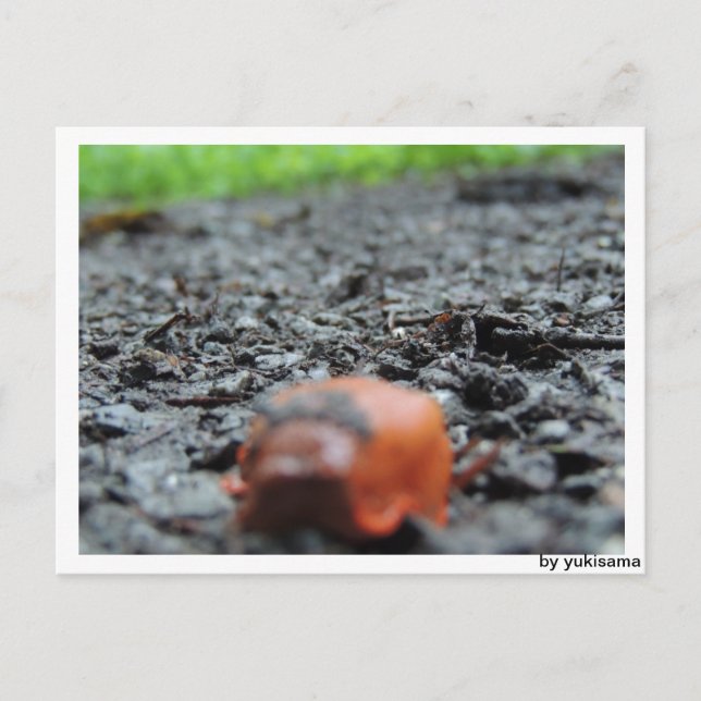 Postkarte - Nacktschnecke Postcard (Front)