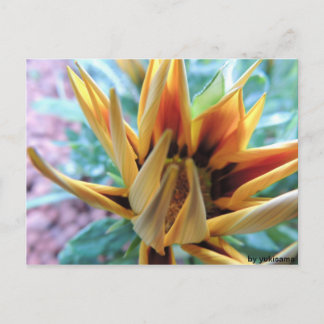 Postkarte - Orange Blume Postcard