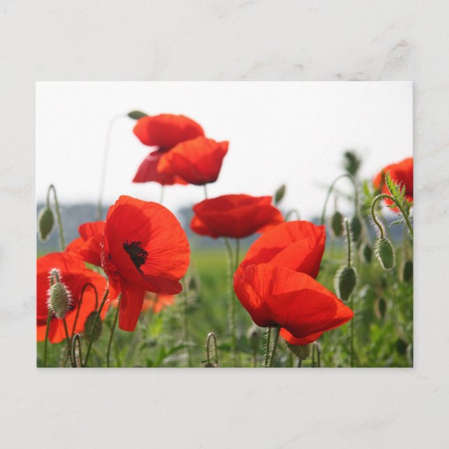 Postkarte Postcard (Front)