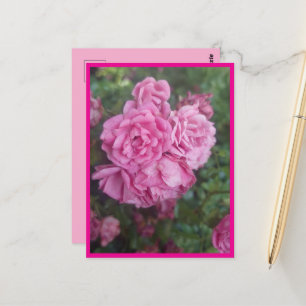Postkarte rosa Rose Postcard