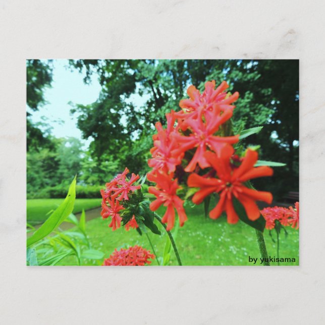 Postkarte - Rote Blume Postcard (Front)