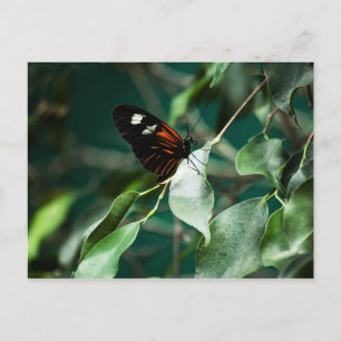 Postman 184 Postcard