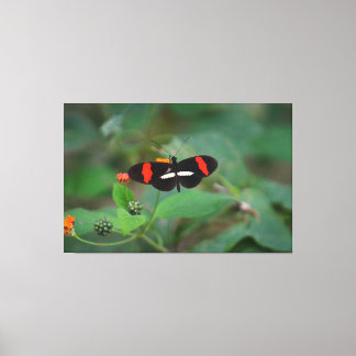 Postman Butterfly Canvas Print