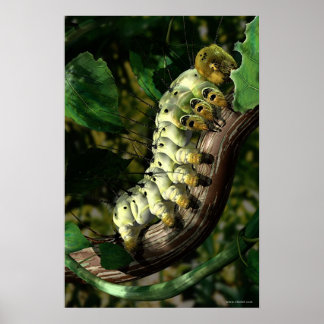 Postman Caterpillar Poster
