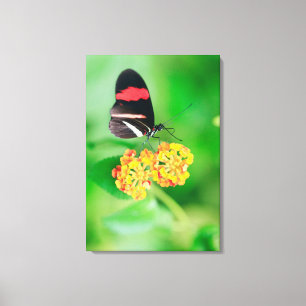 Postman rosina butterfly collecting nectar from canvas print