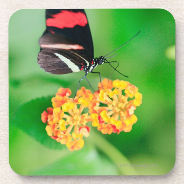 Postman rosina butterfly collecting nectar from coaster (Front)