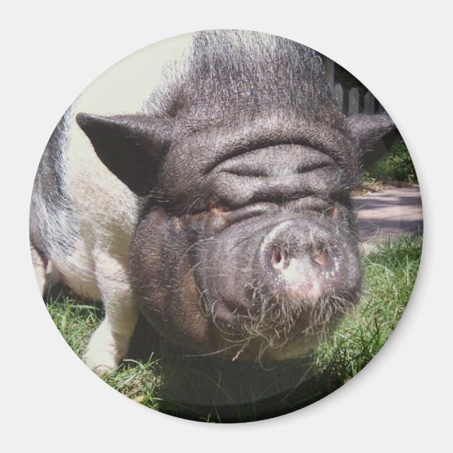 Pot Bellied Pig Magnet (Front)