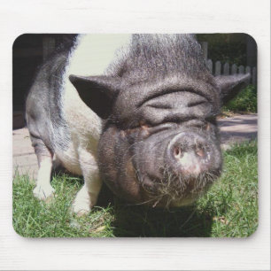 Pot-Bellied Pig Mousepad
