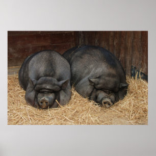 Pot Bellied Pigs Huge Poster Print
