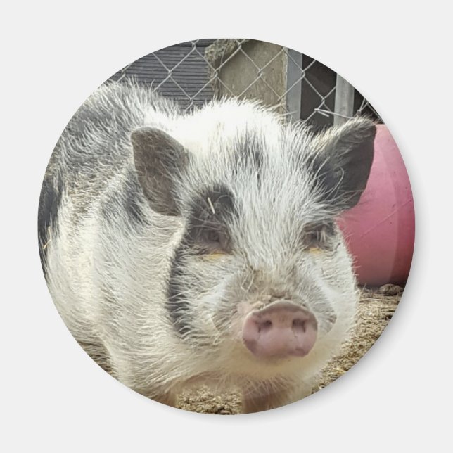 pot belly pig magnet (Front)