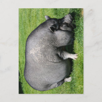 Pot belly pig postcard