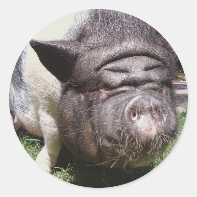 Pot Belly Pig Sticker (Front)