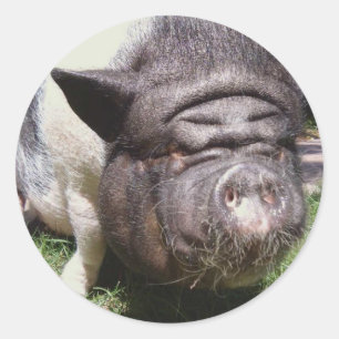 Pot Belly Pig Sticker