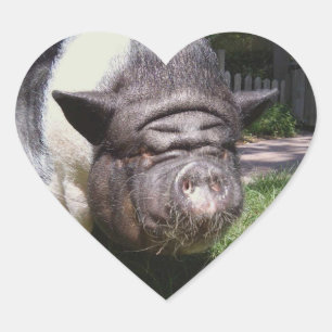 Pot Belly Pig Sticker