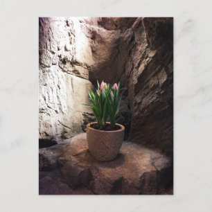 Pot of Tulips in a Grotto Postcard