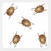 Potato beetles