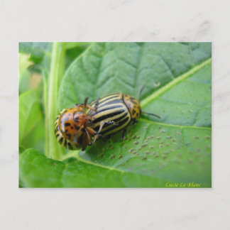 Potato bugs postcard