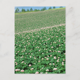 Potato Field 3 Postcard