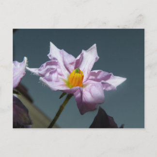 Potato Flower Postcard