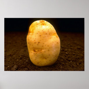 Potato on dirt poster