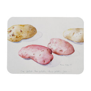 Potato Study 1993 Magnet