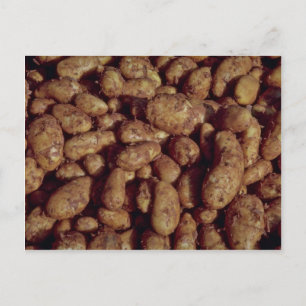 Potatoes Postcard