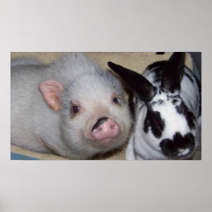 Potbelly Pig & Friend Poster