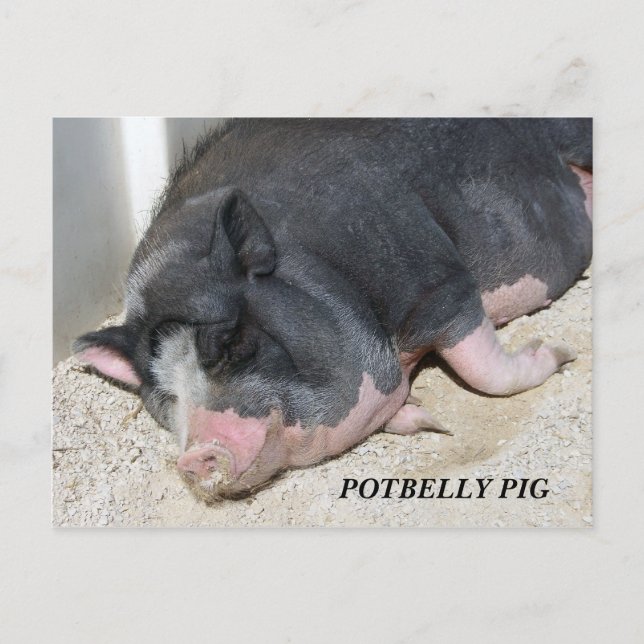 POTBELLY PIG POSTCARD (Front)