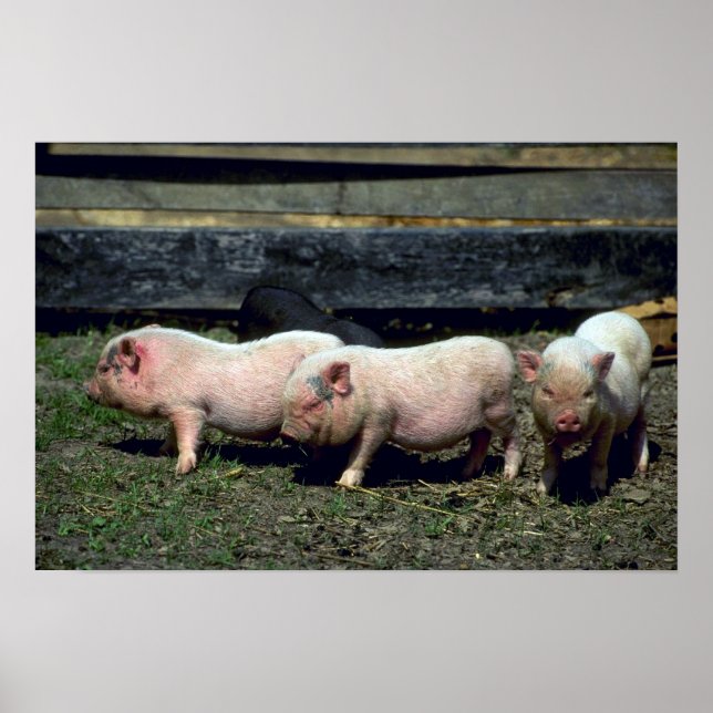 Potbelly Pigs Poster (Front)