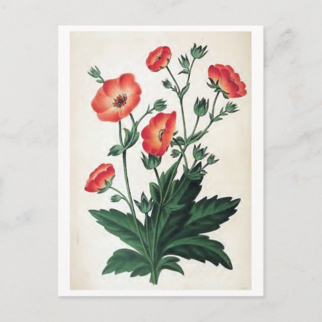 "Potentilla Hopwoodiana" Vintage Floral Postcard (Front)