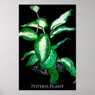 Pothos Plant Poster