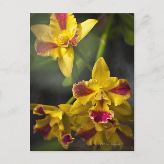 Potinara Burana Beauty Orchid Postcard (Front)