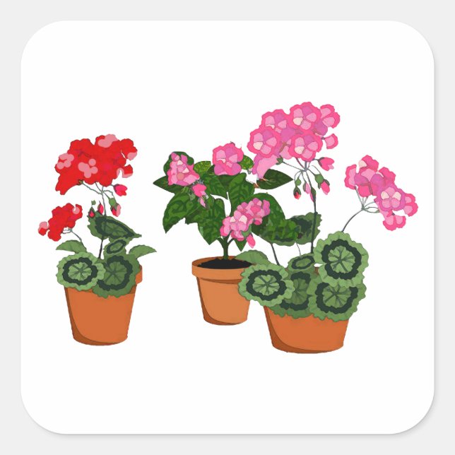 Pots of Geraniums Square Sticker (Front)
