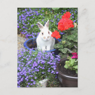 Potted rabbit postcard