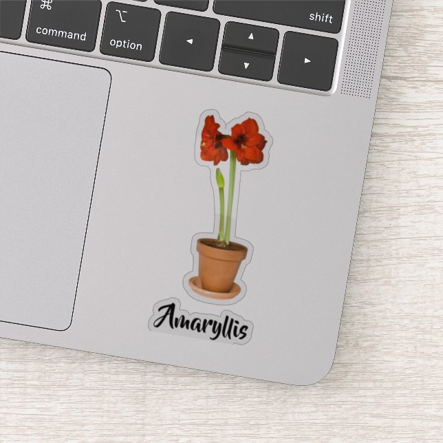 Potted Red Amaryllis Floral Photography Cut-out (Detail)