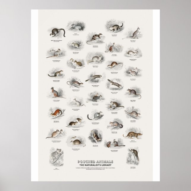 Pouched Animals - Naturalist's Library Poster (Front)
