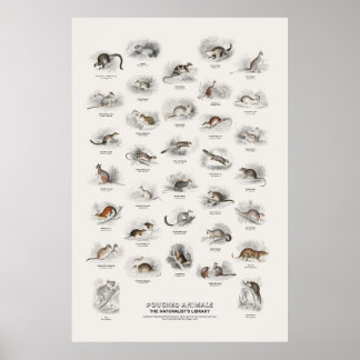 Pouched Animals - Naturalist's Library Poster
