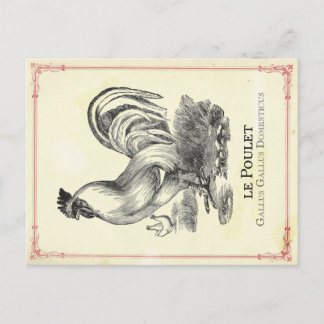 Poulet Chicken Postcard