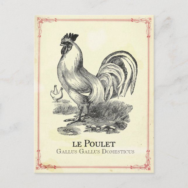 Poulet Chicken Postcard (Front)