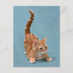 Pouncing Kitten Postcard