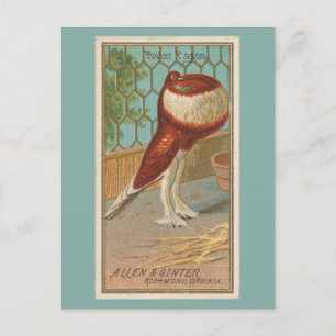 Pouter Pigeon Postcard
