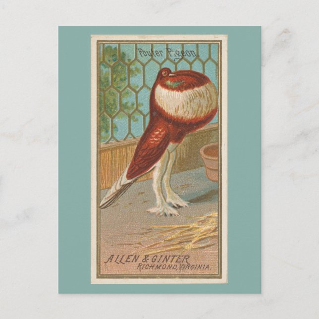 Pouter Pigeon Postcard (Front)