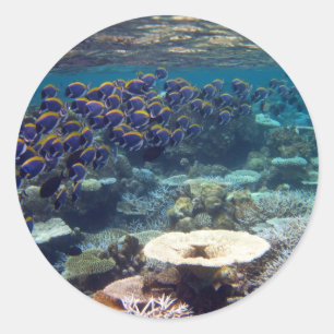 Powder Blue Surgeon Fish Classic Round Sticker