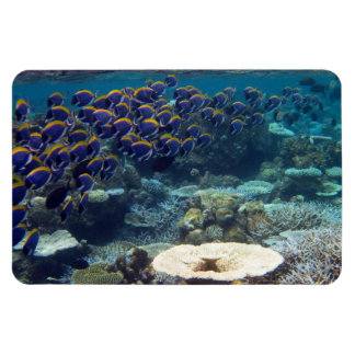 Powder Blue Surgeon Fish Magnet