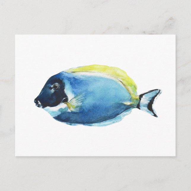 Powder Blue Tang Fish Postcard (Front)