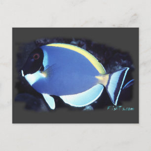 Powder Blue Tang Postcard