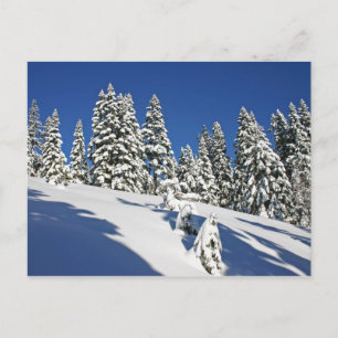 Powder Morning, Alpine Meadows... Postcard