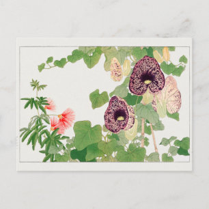 Powder puff tree, Calico flower by Tanigami Konan Postcard