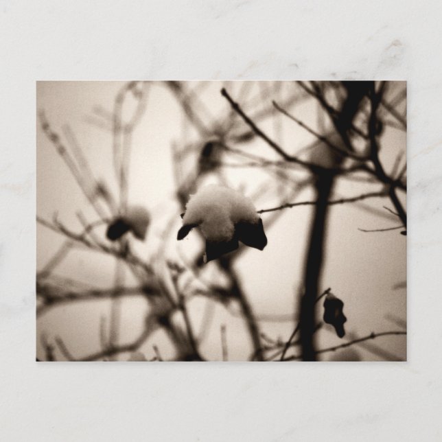 Powdered Snow Postcard (Front)